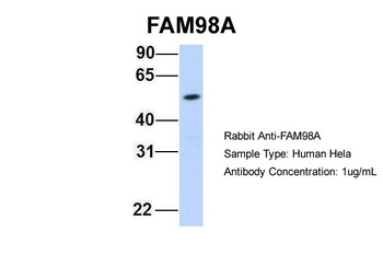 FAM98A Antibody