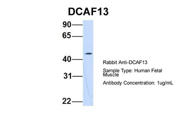 DCAF13 Antibody