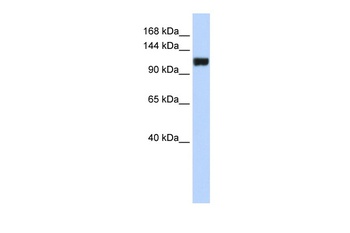 FAM120A Antibody