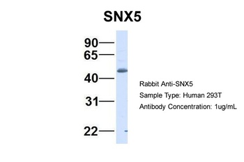 SNX5 Antibody