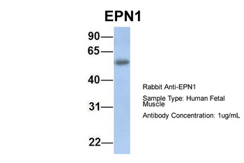 EPN1 Antibody