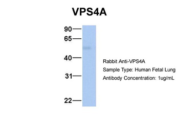 VPS4A Antibody