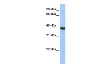 SPO11 Antibody