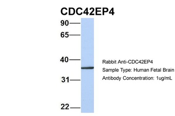 CDC42EP4 Antibody