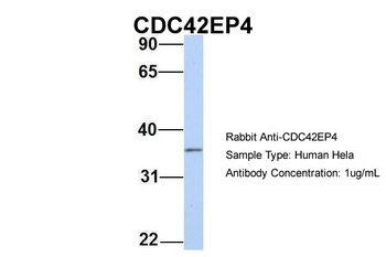 CDC42EP4 Antibody