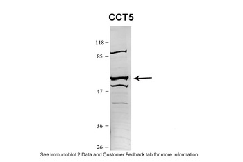 CCT5 Antibody