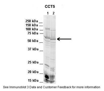CCT5 Antibody
