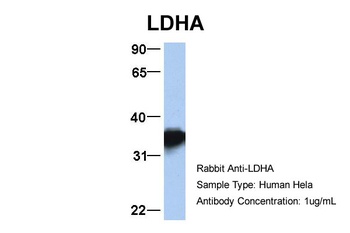 LDHA Antibody