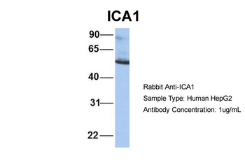 ICA1 Antibody