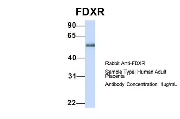 FDXR Antibody