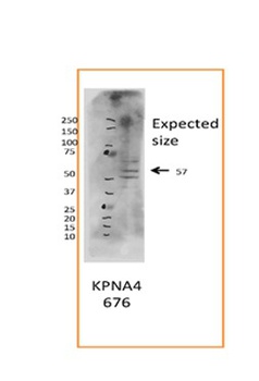 KPNA4 Antibody