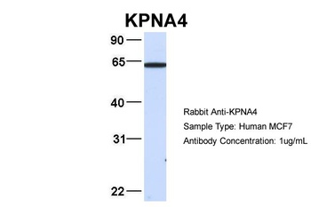 KPNA4 Antibody