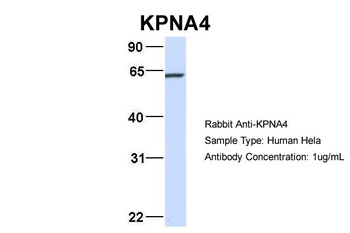 KPNA4 Antibody