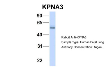 KPNA3 Antibody