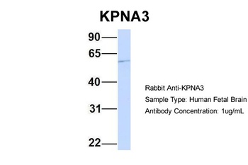 KPNA3 Antibody