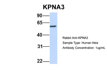 KPNA3 Antibody