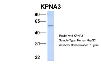 KPNA3 Antibody