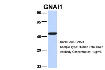 GNAI1 Antibody