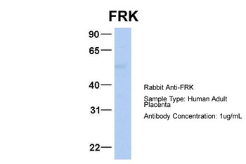 FRK Antibody