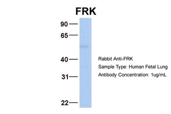 FRK Antibody