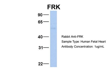 FRK Antibody