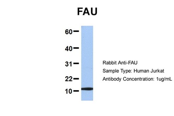 FAU Antibody