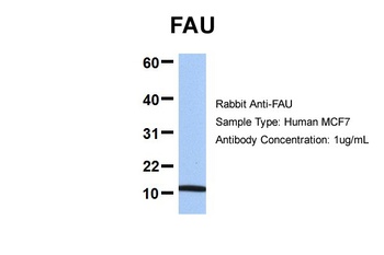 FAU Antibody