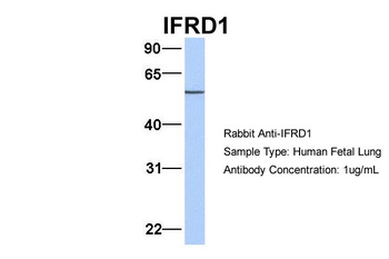 IFRD1 Antibody