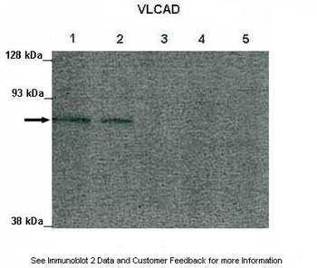 ACADVL Antibody