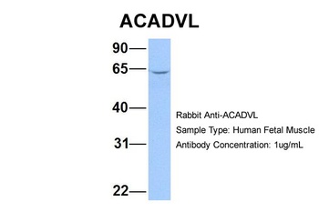 ACADVL Antibody