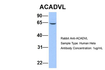 ACADVL Antibody