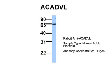ACADVL Antibody