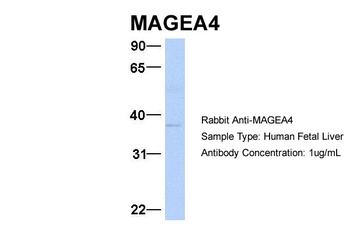 MAGEA4 Antibody