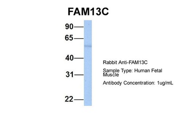 FAM13C Antibody