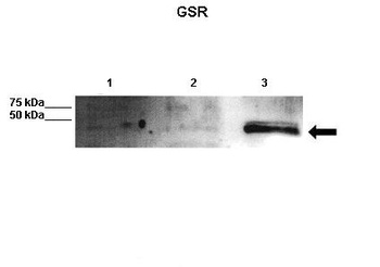 GSR Antibody