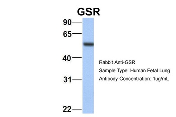 GSR Antibody