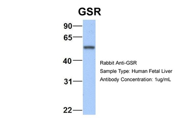 GSR Antibody