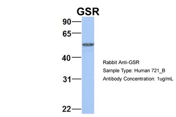 GSR Antibody