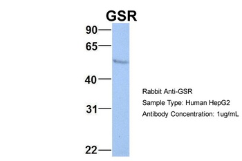 GSR Antibody