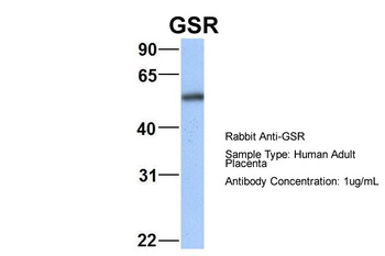 GSR Antibody