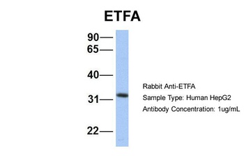 ETFA Antibody