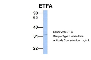 ETFA Antibody