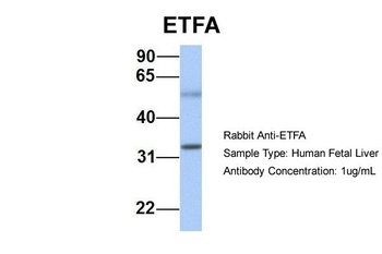 ETFA Antibody