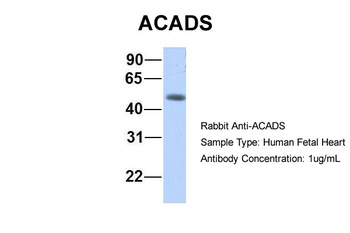 ACADS Antibody
