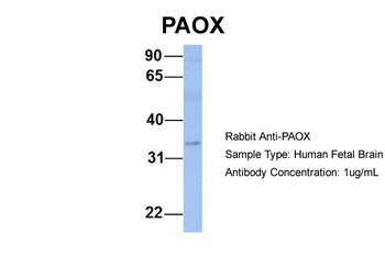 PAOX Antibody