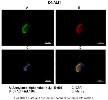 DNALI1 Antibody