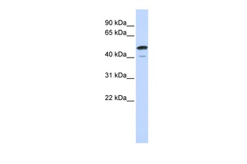 SPATA2L Antibody
