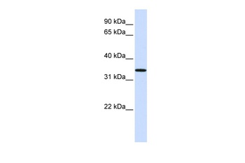 C16orf78 Antibody