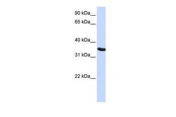 DPPA2 Antibody