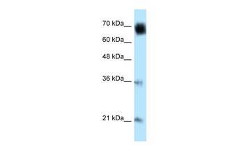 GLMN Antibody